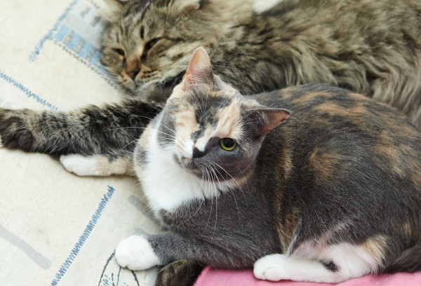 Парочка кошечек Добрыня и Фея ищут дом. В дар!, Табби, Железнодорожная, Кот в добрые руки