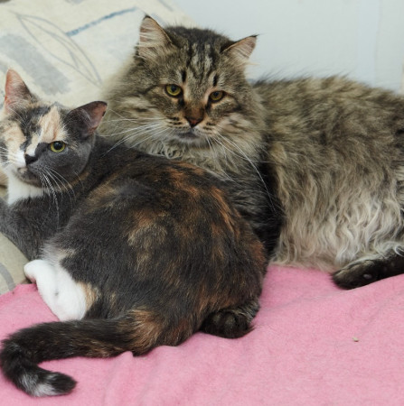Парочка кошечек Добрыня и Фея ищут дом. В дар!, Табби, Железнодорожная, Кот в добрые руки