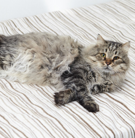 Парочка кошечек Добрыня и Фея ищут дом. В дар!, Табби, Железнодорожная, Кот в добрые руки