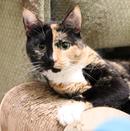 Фантастическая кошечка Серафима ищет дом. В дар!, Трёхцветный, Тёплый Стан, Кошка в хорошие руки