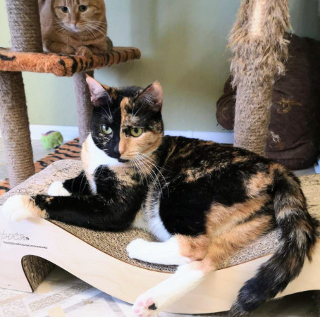 Фантастическая кошечка Серафима ищет дом. В дар!, Трёхцветный, Тёплый Стан, Кошка в хорошие руки