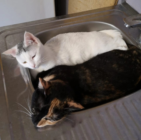 Фантастическая кошечка Серафима ищет дом. В дар!, Трёхцветный, Тёплый Стан, Кошка в хорошие руки