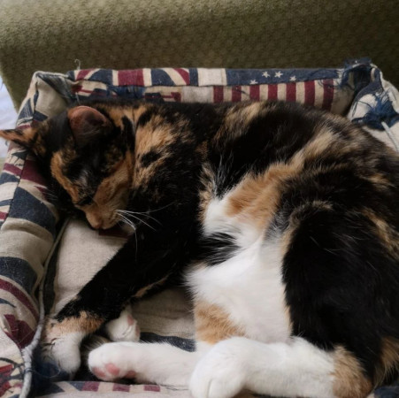 Фантастическая кошечка Серафима ищет дом. В дар!, Трёхцветный, Тёплый Стан, Кошка в хорошие руки