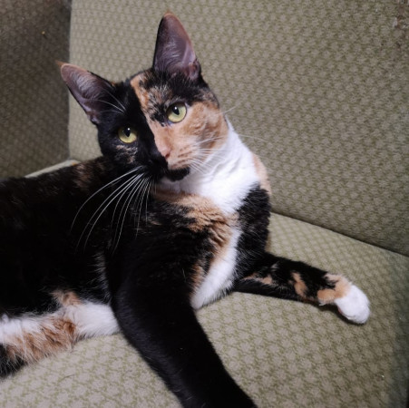 Фантастическая кошечка Серафима ищет дом. В дар!, Трёхцветный, Тёплый Стан, Кошка в хорошие руки