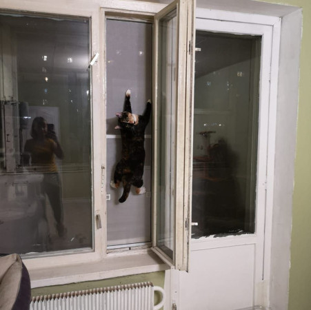 Фантастическая кошечка Серафима ищет дом. В дар!, Трёхцветный, Тёплый Стан, Кошка в хорошие руки