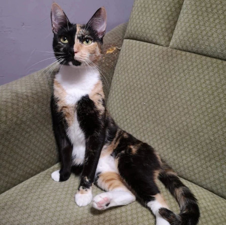 Фантастическая кошечка Серафима ищет дом. В дар!, Трёхцветный, Тёплый Стан, Кошка в хорошие руки