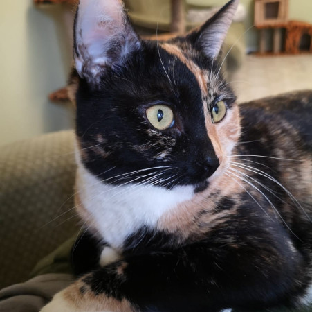 Фантастическая кошечка Серафима ищет дом. В дар!, Трёхцветный, Тёплый Стан, Кошка в хорошие руки