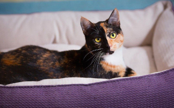 Фантастическая кошечка Серафима ищет дом. В дар!, Трёхцветный, Тёплый Стан, Кошка в хорошие руки