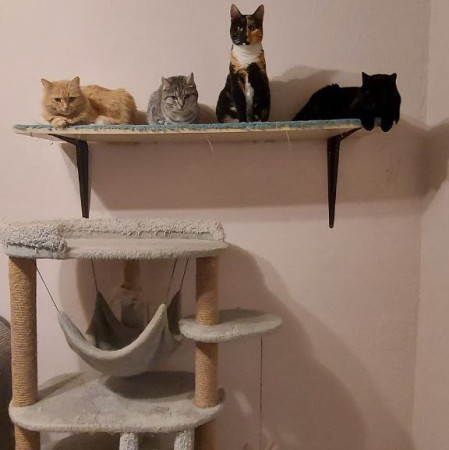 Фантастическая кошечка Серафима ищет дом. В дар!, Трёхцветный, Тёплый Стан, Кошка в хорошие руки