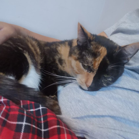 Фантастическая кошечка Серафима ищет дом. В дар!, Трёхцветный, Тёплый Стан, Кошка в хорошие руки
