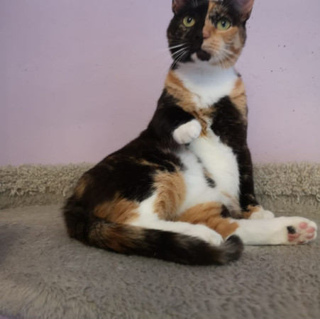 Фантастическая кошечка Серафима ищет дом. В дар!, Трёхцветный, Тёплый Стан, Кошка в хорошие руки