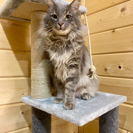 Котик-рысик ищет дом. В дар!, Серый, Автозаводская, Кот в добрые руки