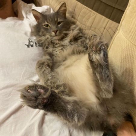 Котик-рысик ищет дом. В дар!, Серый, Автозаводская, Кот в добрые руки