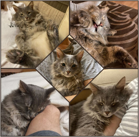 Котик-рысик ищет дом. В дар!, Серый, Автозаводская, Кот в добрые руки