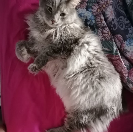 Котик-рысик ищет дом. В дар!, Серый, Автозаводская, Кот в добрые руки