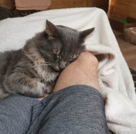 Котик-рысик ищет дом. В дар!, Серый, Автозаводская, Кот в добрые руки