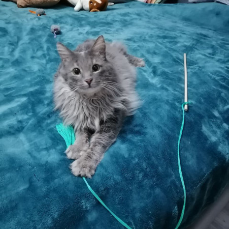 Котик-рысик ищет дом. В дар!, Серый, Автозаводская, Кот в добрые руки