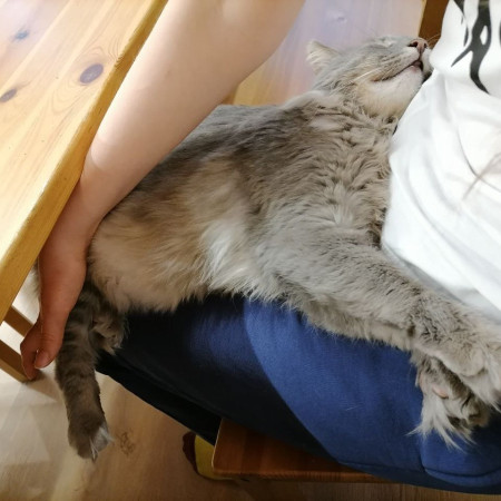 Котик-рысик ищет дом. В дар!, Серый, Автозаводская, Кот в добрые руки