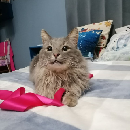 Котик-рысик ищет дом. В дар!, Серый, Автозаводская, Кот в добрые руки