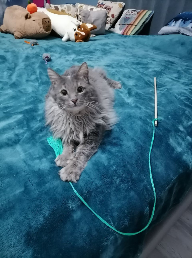 Котик-рысик ищет дом. В дар!, Серый, Автозаводская, Кот в добрые руки