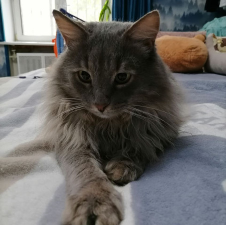 Котик-рысик ищет дом. В дар!, Серый, Автозаводская, Кот в добрые руки