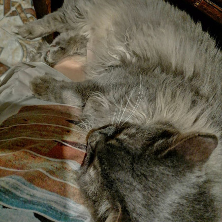 Котик-рысик ищет дом. В дар!, Серый, Автозаводская, Кот в добрые руки