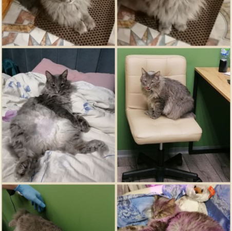 Котик-рысик ищет дом. В дар!, Серый, Автозаводская, Кот в добрые руки