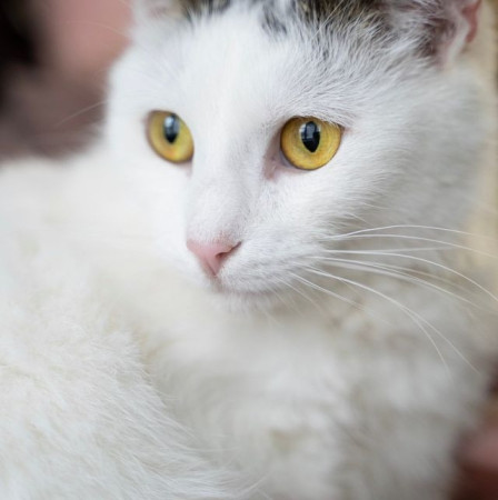 Красивая белая коша Безе в поиске дома. В дар! , Белый, Медведково, Кошка в хорошие руки