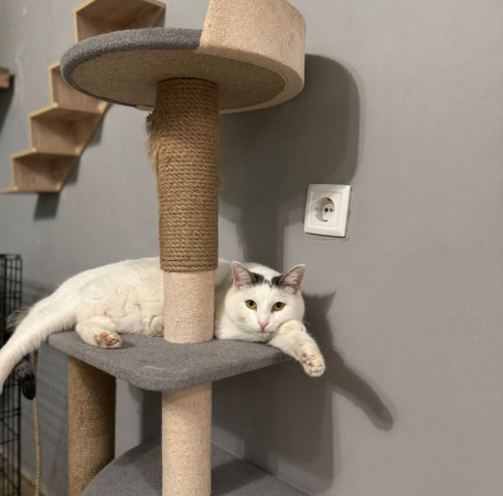 Красивая белая коша Безе в поиске дома. В дар! , Белый, Медведково, Кошка в хорошие руки