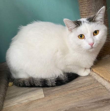 Красивая белая коша Безе в поиске дома. В дар! , Белый, Медведково, Кошка в хорошие руки