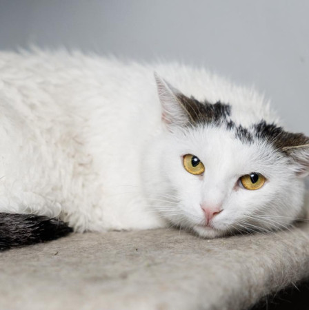 Красивая белая коша Безе в поиске дома. В дар! , Белый, Медведково, Кошка в хорошие руки