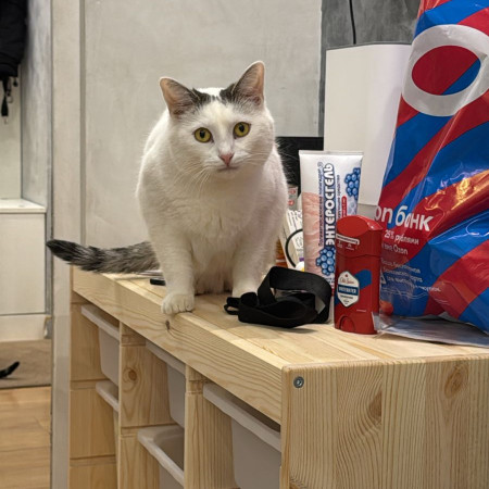 Красивая белая коша Безе в поиске дома. В дар! , Белый, Медведково, Кошка в хорошие руки