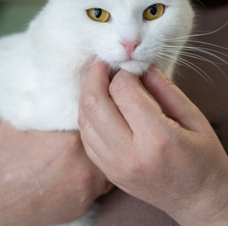 Красивая белая коша Безе в поиске дома. В дар! , Белый, Медведково, Кошка в хорошие руки