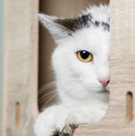 Красивая белая коша Безе в поиске дома. В дар! , Белый, Медведково, Кошка в хорошие руки