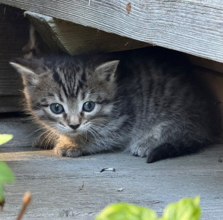 Ищу хозяев котенку! В дар!, ﻿котенок 1 месяц