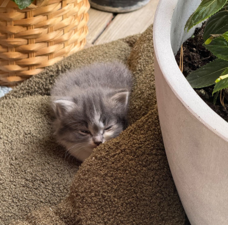 Котенок ищет семью! В дар!, ﻿котенок 1 месяц