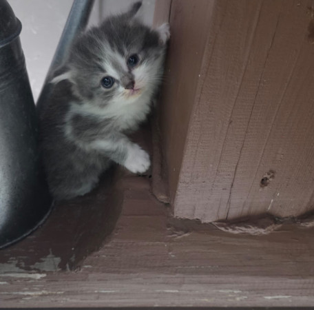 Котенок ищет семью! В дар!, ﻿котенок 1 месяц