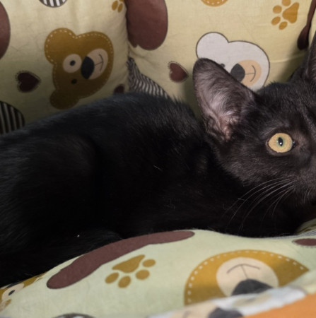 Невероятный котёнок Найт в добрые руки!  В дар!, котенок 3 месяца