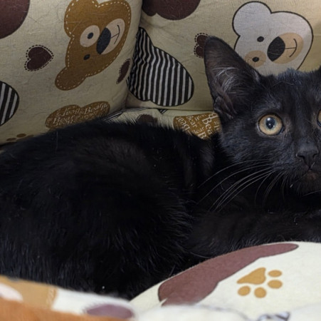 Невероятный котёнок Найт в добрые руки!  В дар!, котенок 3 месяца