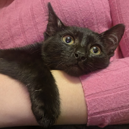 Невероятный котёнок Найт в добрые руки!  В дар!, котенок 3 месяца