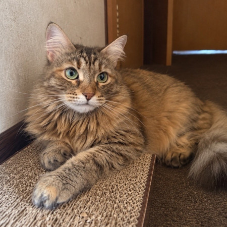 Муся в добрые руки❤️. В дар!, Полосатый, ВДНХ, Кошка в хорошие руки