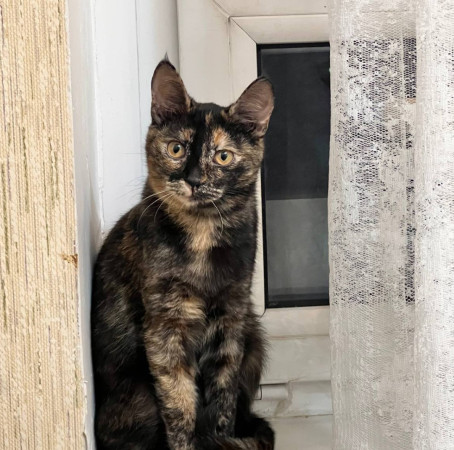 Кошечка-подросток Бетси, черепахового окраса в дар!, котенок 5 месяцев