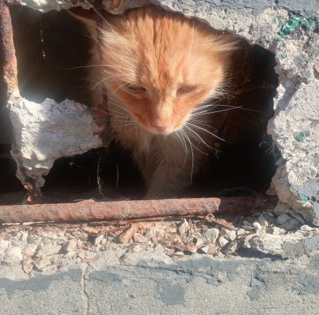 Рыжий Кот Пурш в добрый руки! В дар!, Рыжий, Беломорская, Кот в добрые руки