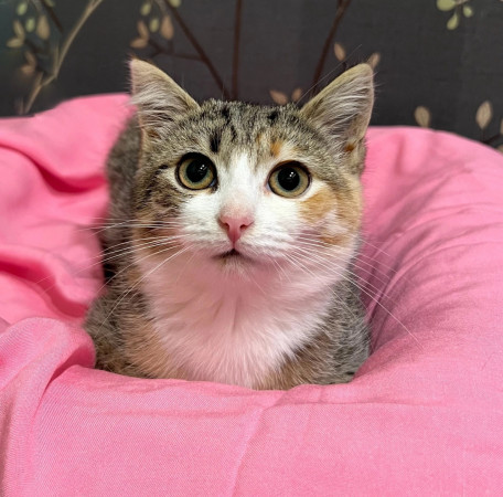 Крошка Лилу ❤️ В дар!, котенок 3 месяца