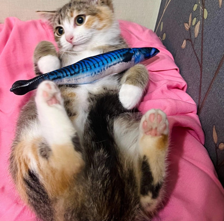 Крошка Лилу ❤️ В дар!, котенок 3 месяца