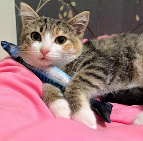 Крошка Лилу ❤️ В дар!, котенок 3 месяца