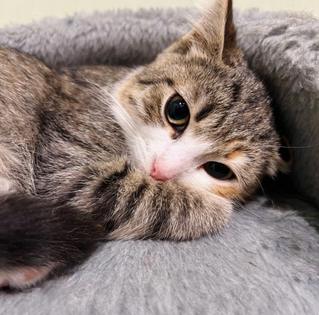Крошка Лилу ❤️ В дар!, котенок 3 месяца