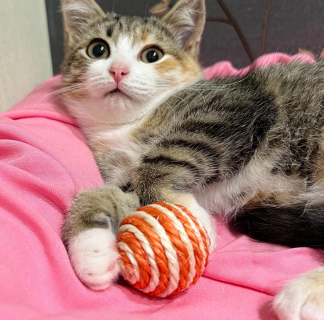 Крошка Лилу ❤️ В дар!, котенок 3 месяца