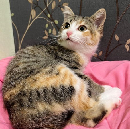 Крошка Лилу ❤️ В дар!, котенок 3 месяца
