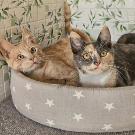 Котята ищут дом. В дар!, котенок 4 месяца